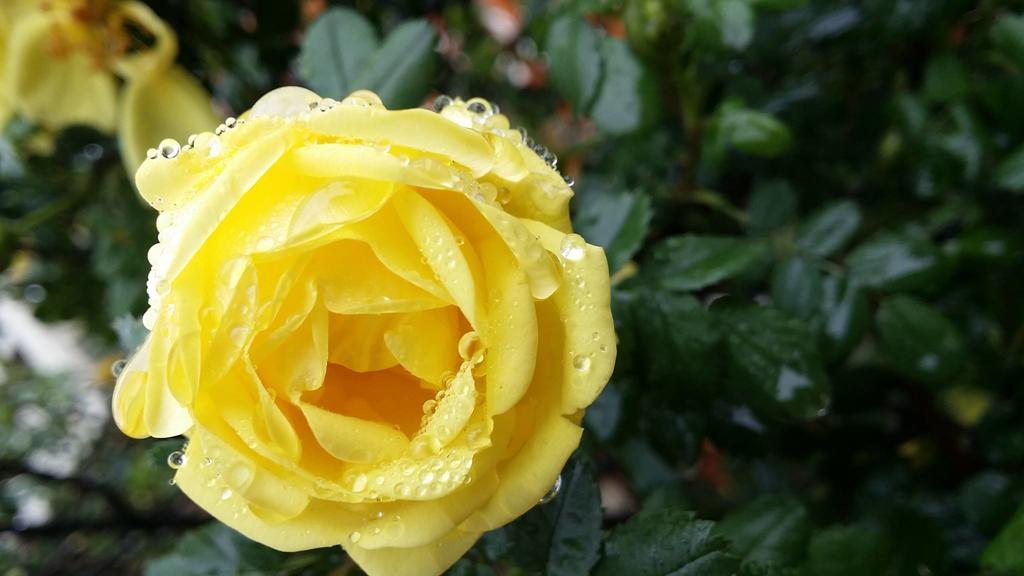 Briar Rose Bed & Breakfast Μπόλντερ Εξωτερικό φωτογραφία